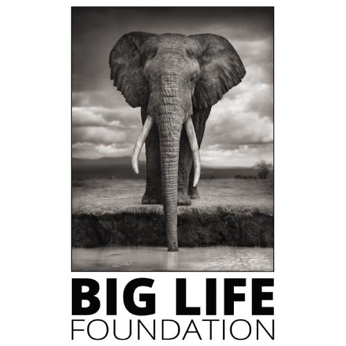 Big Life Foundation Logo